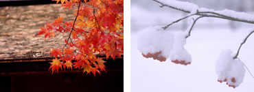 紅葉とナナカマド